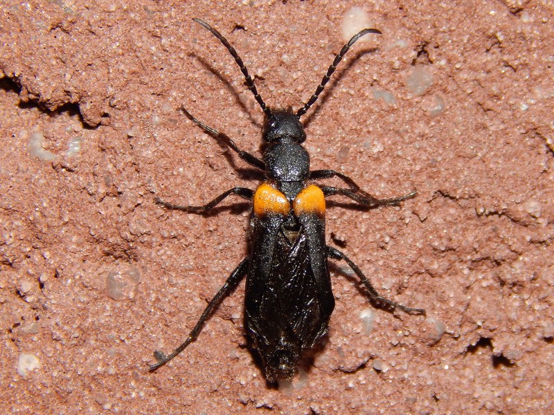 Coleottero da ID - Sitaris muralis (Meloidae)